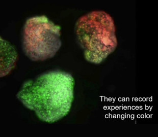 Новое поколение биороботов стало быстрее и получило функцию памяти