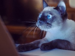 В Киеве заработал реестр домашних животных