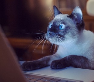 В Киеве заработал реестр домашних животных