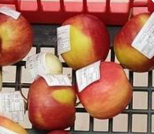 "Закон есть закон": как в Днепре переживают запрет бесплатных кульков (забавные фото)