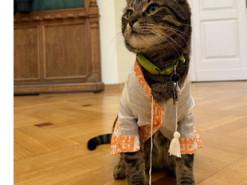 Котячого мера Львова одягли у дизайнерську вишиванку: фото