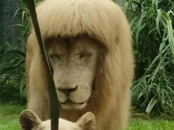 Курьезный случай: лев с укладкой в стиле 90-х стал звездой китайского зоопарка