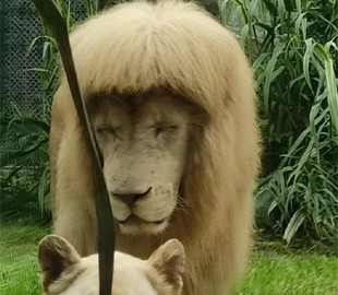 Курьезный случай: лев с укладкой в стиле 90-х стал звездой китайского зоопарка