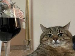 Харківський кіт Степан потрапив на обкладинку Times Monaco