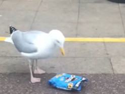 Курьез: cеть рассмешила смышленная чайка, укравшая пачку чипсов