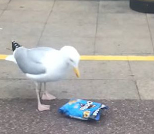 Курьез: cеть рассмешила смышленная чайка, укравшая пачку чипсов