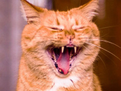 Парень спел с котом дуэтом и снял это на видео