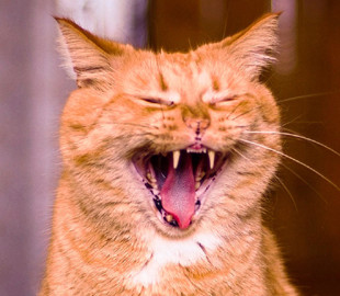 Парень спел с котом дуэтом и снял это на видео