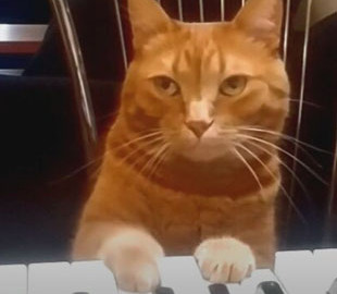 Сеть развеселил талантливый кот-композитор