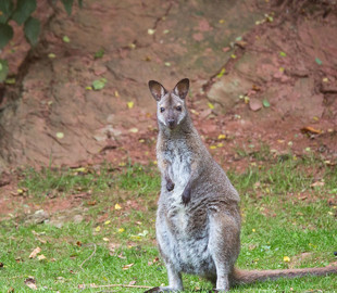 Посты в соцсетях помогли пересчитать британских валлаби
