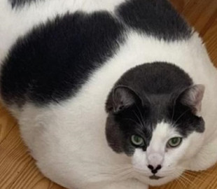 Найтовстіший кіт у світі сів на дієту