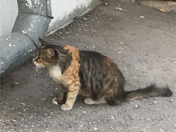 Кошка удивила своим редким окрасом