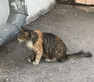 Кошка удивила своим редким окрасом