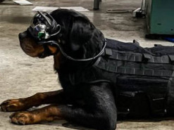 В армии США начали тренировать военных собак с помощью очков дополненной реальности