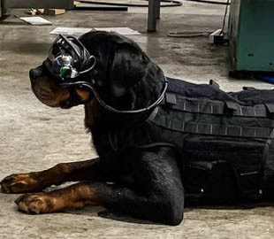 В армии США начали тренировать военных собак с помощью очков дополненной реальности