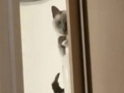 Кот показал, как вывести хозяина из себя