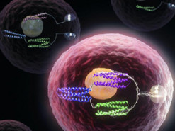 Умный белок превратит живую клетку в компьютер