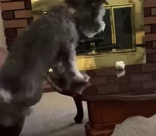 Собака показала, на что она способна ради бумажного шарика