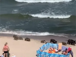 На одном из пляжей к отдыхающим вторглось стадо кабанов. Курьезное видео