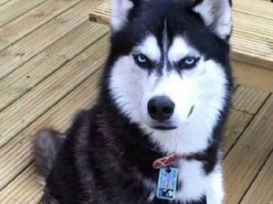 Хаски, возмутившаяся поведением хозяйки, покорила интернет