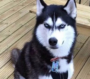 Хаски, возмутившаяся поведением хозяйки, покорила интернет