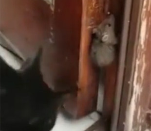 В сеть выложили курьезное видео доброго охотника-кота