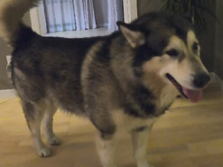 В сети смеются над вирусным видео с псом, танцующим с обручем