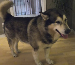 В сети смеются над вирусным видео с псом, танцующим с обручем