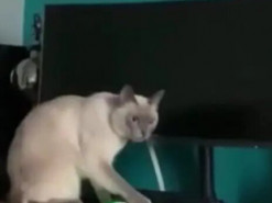 Кот «навел порядок» на столе хозяина