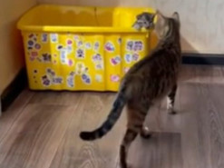 Кошка эмоционально улаживала вредных котят спать