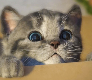 Новый хит: реакция кошки на долгожданную встречу с юным хозяином