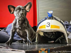 Одеські пожежники прихистили врятованого собаку Мажора. ФОТО