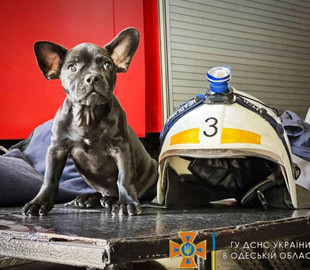 Одеські пожежники прихистили врятованого собаку Мажора. ФОТО
