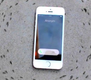 Муравьи танцуют вокруг iPhone, когда играет стандартный рингтон