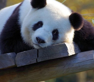 В Китае создали систему распознавания панд