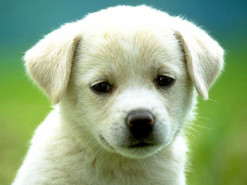 В "СЕТАМ" рассказали, как и почему собаки попадают на аукцион