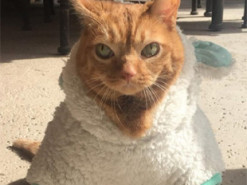 Кошка Картошка стала новой звездой Интернета