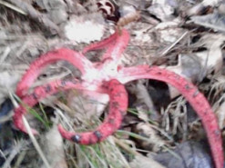 «Пальці диявола»: на Тернопільщині знайшли рідкісний гриб (фото)