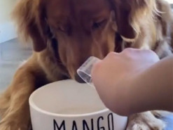 Реакция собаки на диетическое питание растрогала сеть