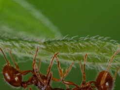 Исследователи научат роботов сотрудничать друг с другом, как это делают муравьи