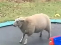 Спортивная овца показала трюки на батуте и стала звездой интернета