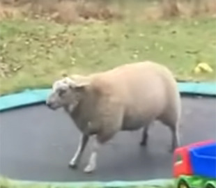 Спортивная овца показала трюки на батуте и стала звездой интернета