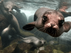 Поющий тюлень стал новой звездой Сети