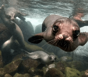 Поющий тюлень стал новой звездой Сети