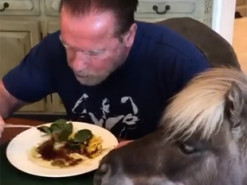 Шварценеггер показал, как кормит из своей тарелки осла и пони