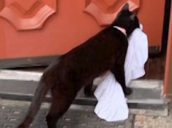 Кіт-клептоман обкрадає сусідів: що він вже встиг поцупити