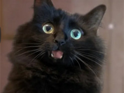 Авторы ролика "Один дома с котом" показали, как добавили пушистого в знаменитую комедию