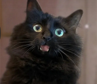 Авторы ролика "Один дома с котом" показали, как добавили пушистого в знаменитую комедию