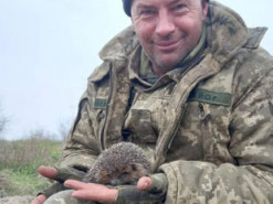 У Міноборони пообіцяли знайти викраденого із херсонського зоопарку єнота