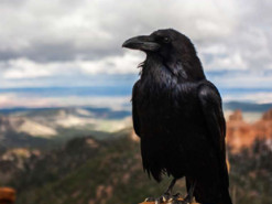 Ворони здобули навичку, яка раніше вважалася виключно людською